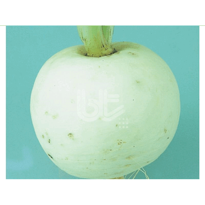 Bt Bur Beyaz (Beyaz Turp) Turp Tohumu resmi