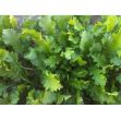 Aster Tere Tohumu (1 Kg) resmi