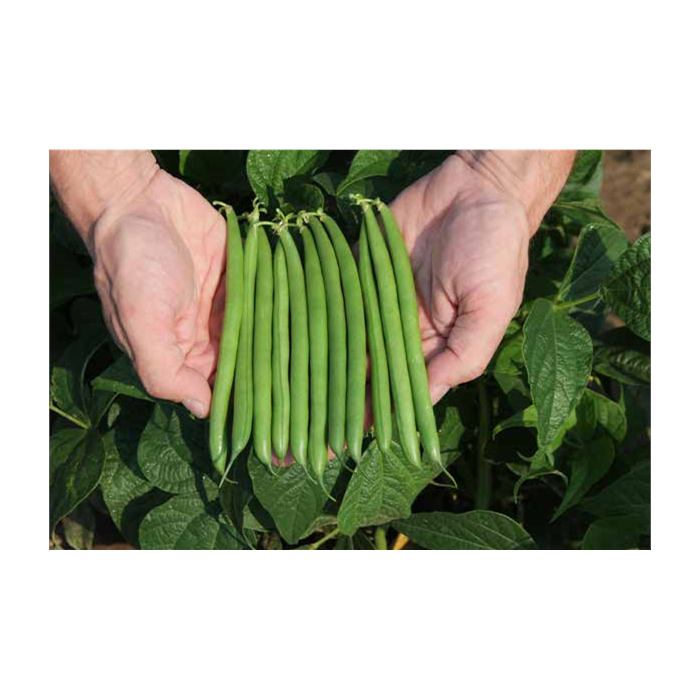 Caprice Fasulye Tohumu (Oturak) resmi