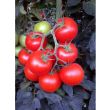 Aziz F1 Domates Tohumu resmi