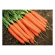 Romance F1 Havuç Tohumu Hibrit Havuç Tohumu resmi