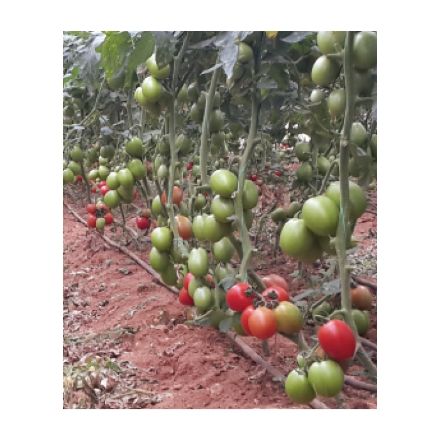 Mtro F1 Domates Tohumu resmi