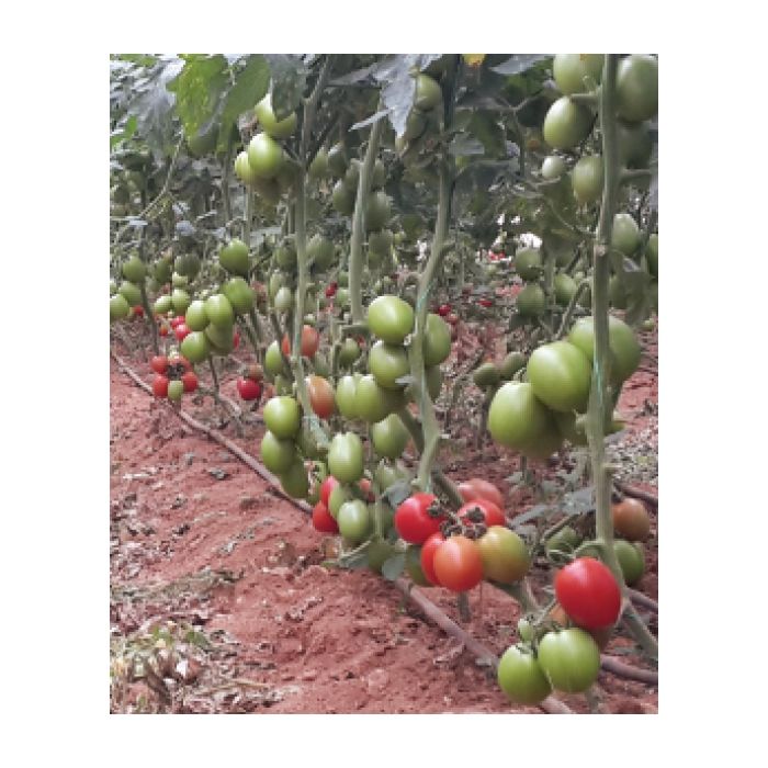 Mtro F1 Domates Tohumu resmi