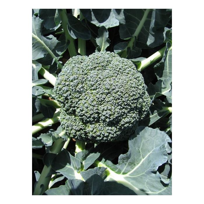 Çağlar F1 Brokoli Tohumu resmi