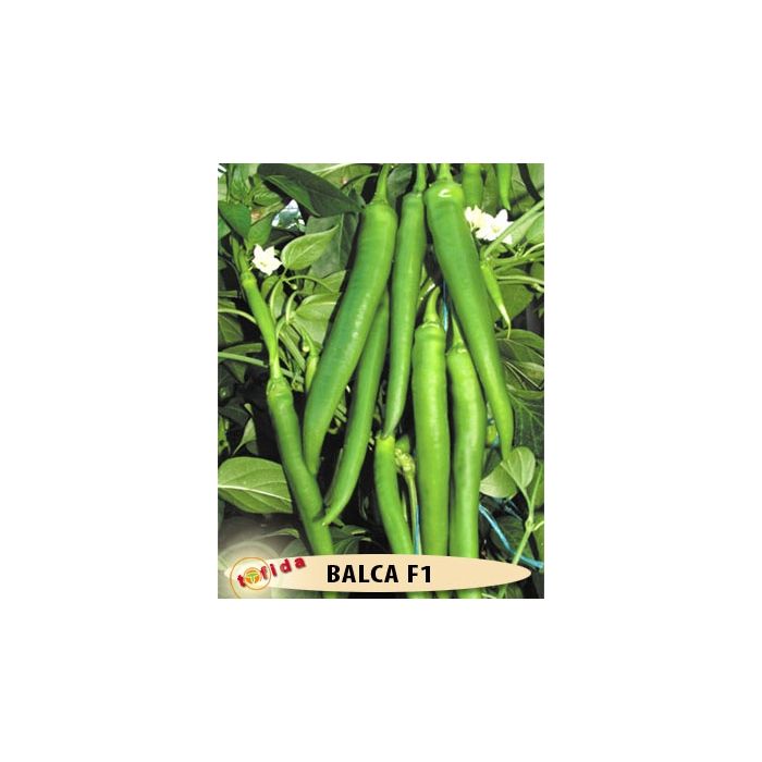 Balca F1 (Tatlı Sivri) Biber Fidesi 456'Lık Viyollerde resmi