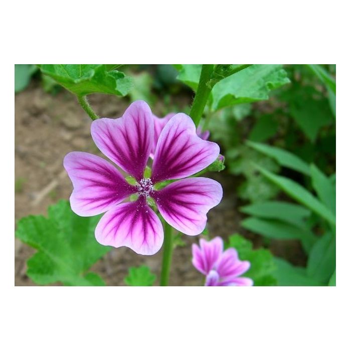 Pembe Ebegümeci resmi