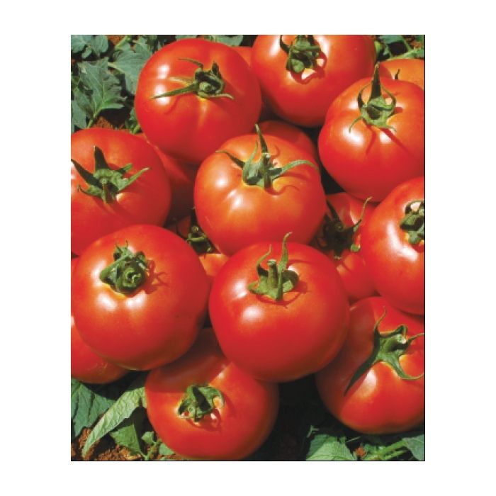 Turkuaz F1 Domates Tohumu resmi