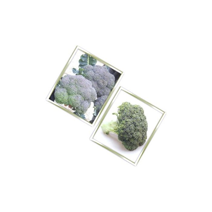 Primor Brokoli Tohumu resmi