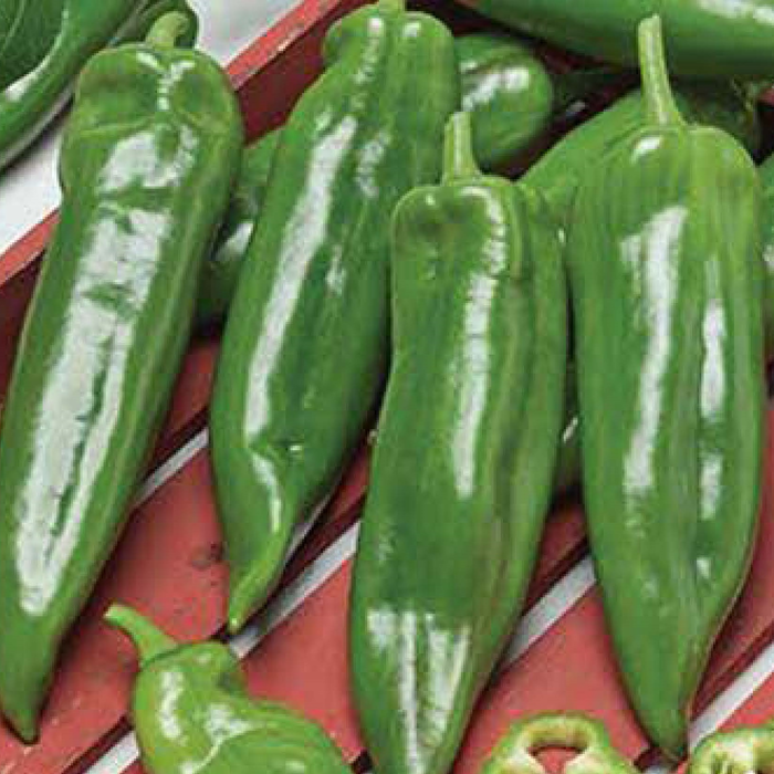 Hot Aneheim (Acı) Biber Tohumu resmi