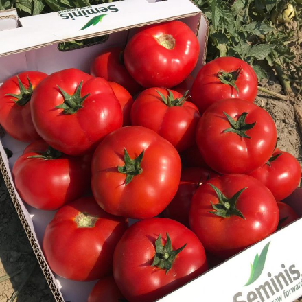 SVTD8033 F1 Domates Tohumu  resmi