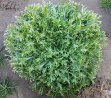 Benefine Marul Tohumu (Endive) resmi