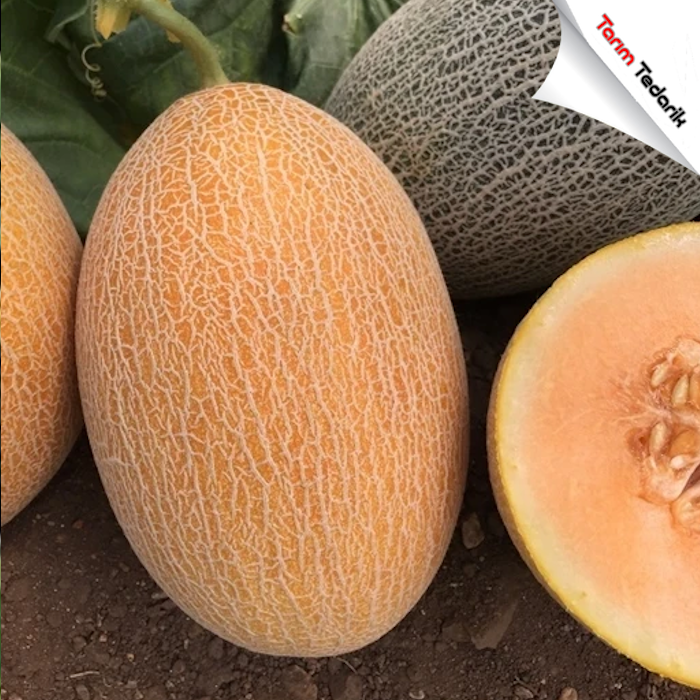 Yeniay F1 Kavun Tohumu (Ananas) resmi