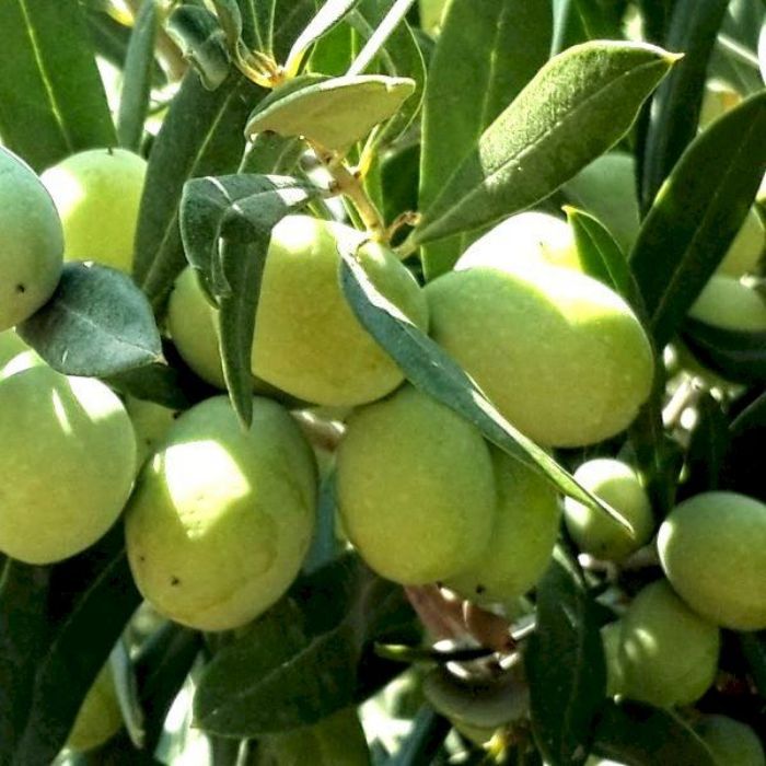 Aşılı Domat Zeytin Fidanı resmi