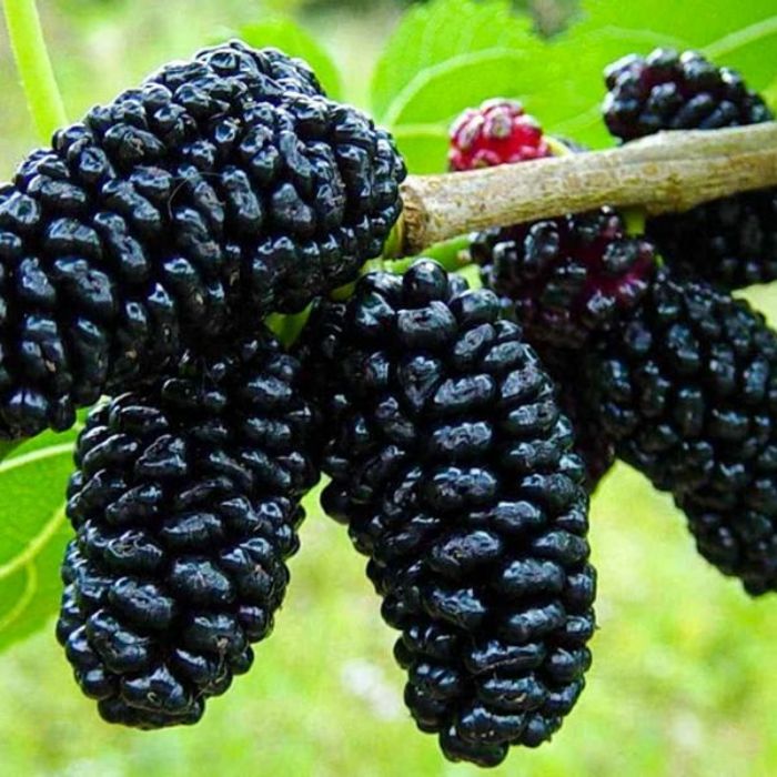 Avustralya Dut Fidanı resmi