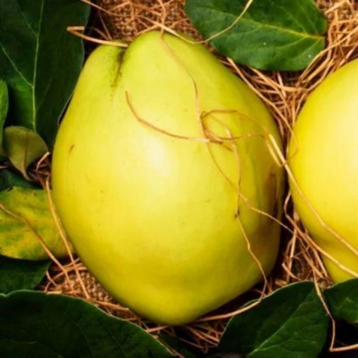 Ayva Fidanı Fidanı resmi