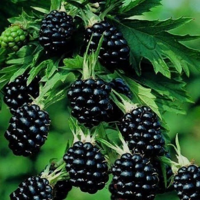 Böğürtlen Fidanı Fidanı resmi