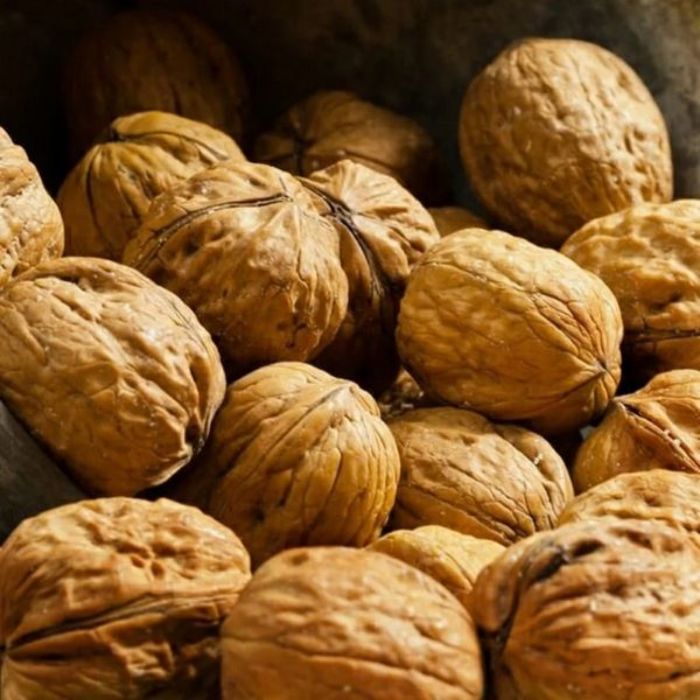 Ceviz Fidanı Fidanı resmi