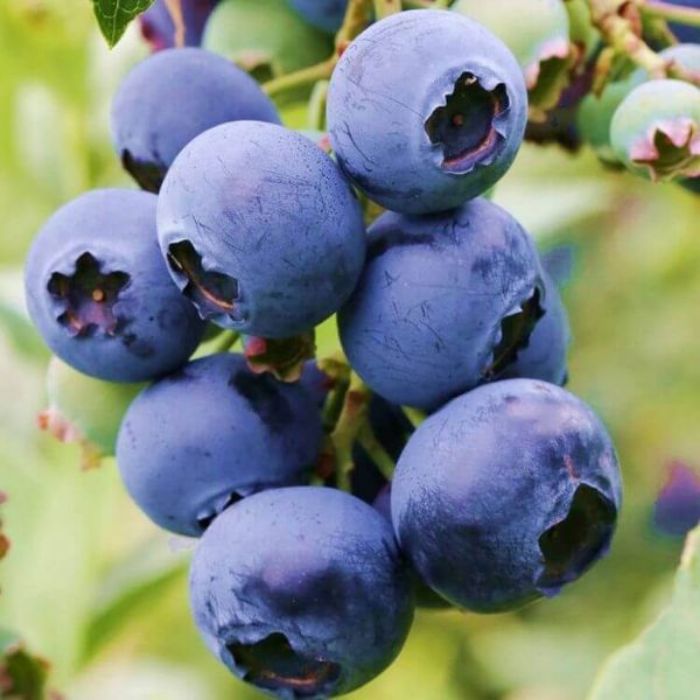 Darrow Fidanı resmi