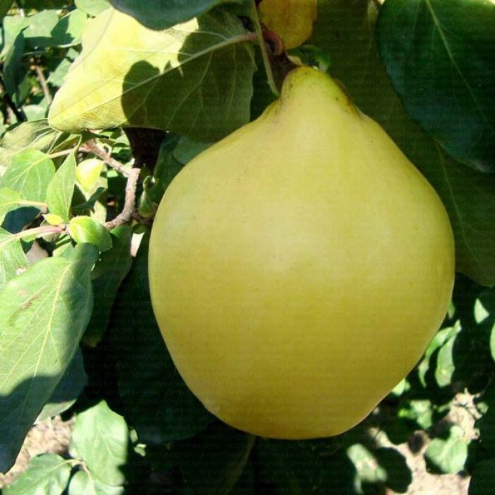 Ege 22 Ayva Fidanı resmi