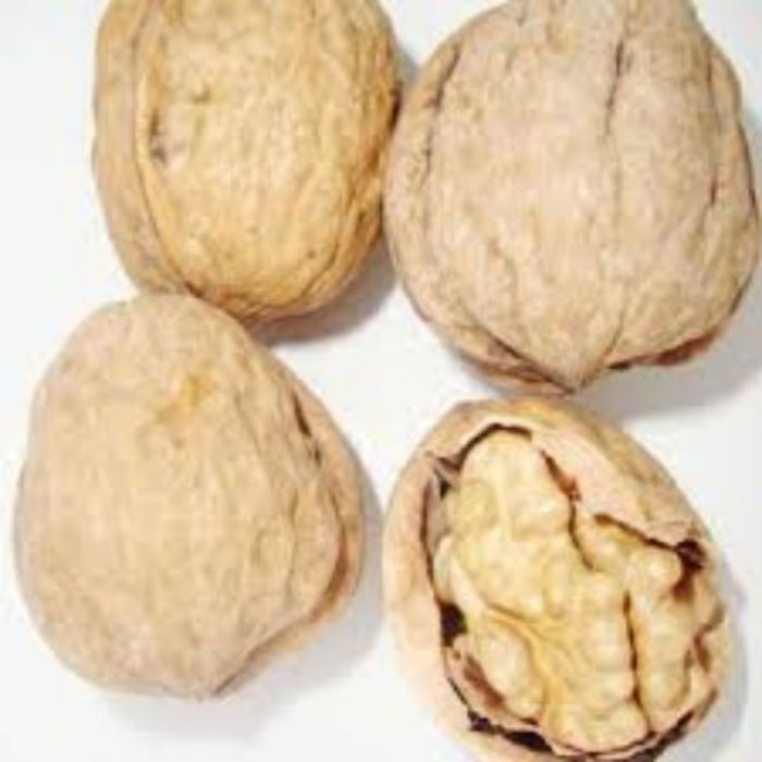 Franquette Ceviz Fidanı resmi