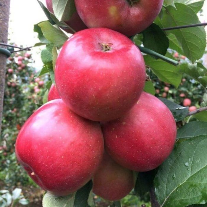 Fuji Elma Fidanı resmi