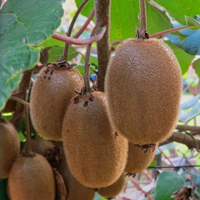 Harward(Dişi) Fidanı resmi