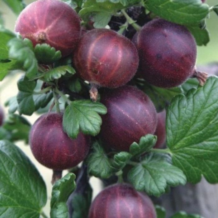 Kırmızı Bektaşi Uzum Fidanı resmi