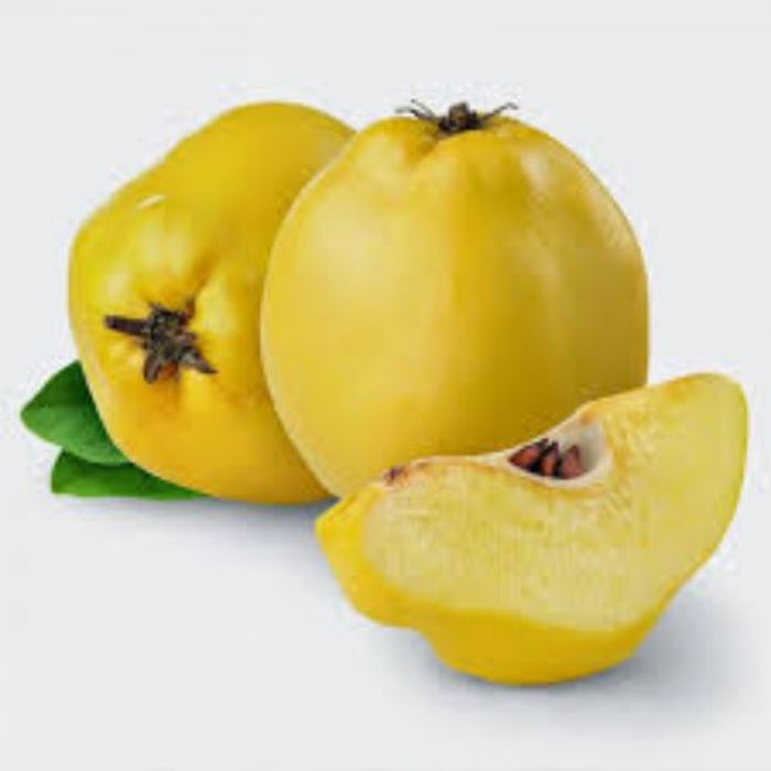 Limon Ayva Fidanı resmi