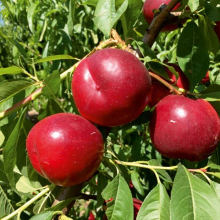 Nektarin Fidanı Fidanı resmi