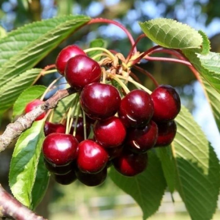 North Wonder Fidanı resmi