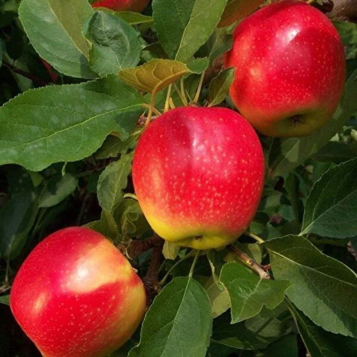 Pink Lady Elma Fidanı resmi