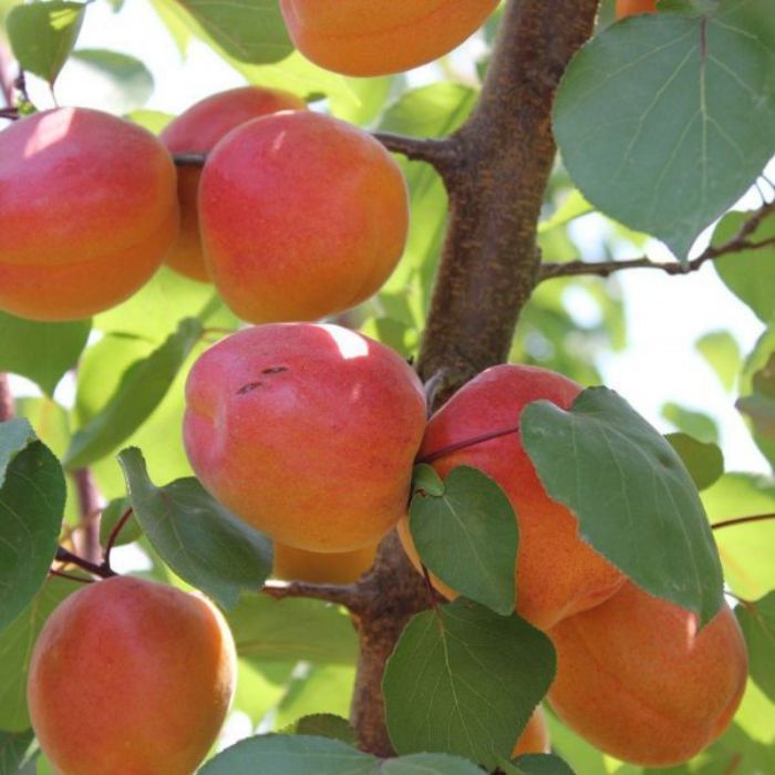 Roxsana  Fidanı resmi