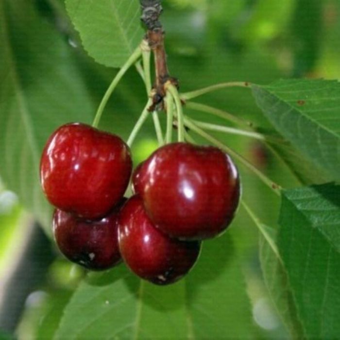 Sweet Heart Kirazı Fidanı resmi