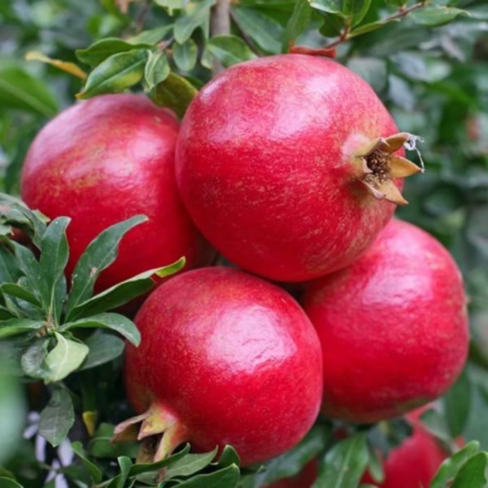 Wonderful Fidanı resmi