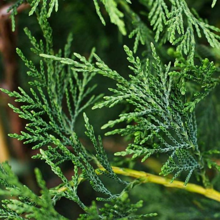 Leylandi Fidanı resmi