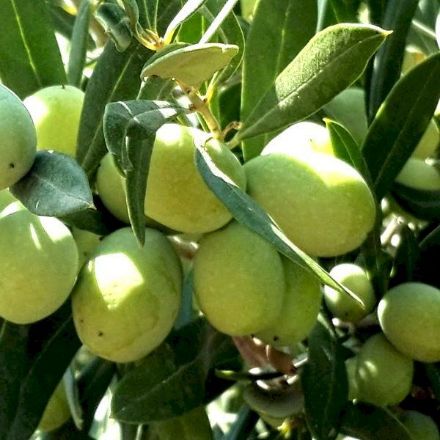 Aşılı Domat Zeytin resmi