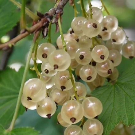 Beyaz Frenk Uzüm resmi