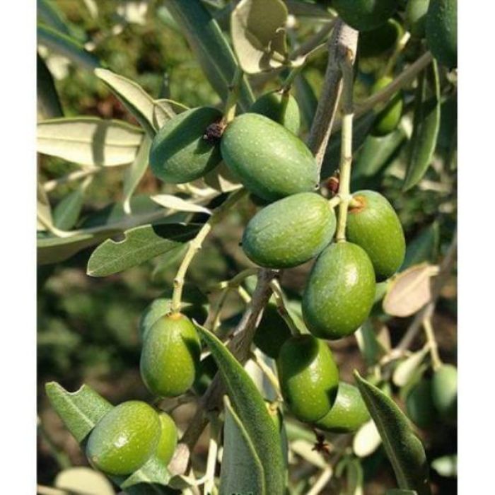 Delice Aşılı Cekişte resmi