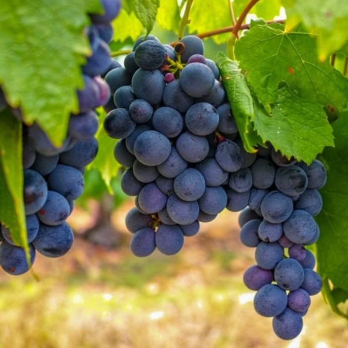 Alphonse Fidanı resmi