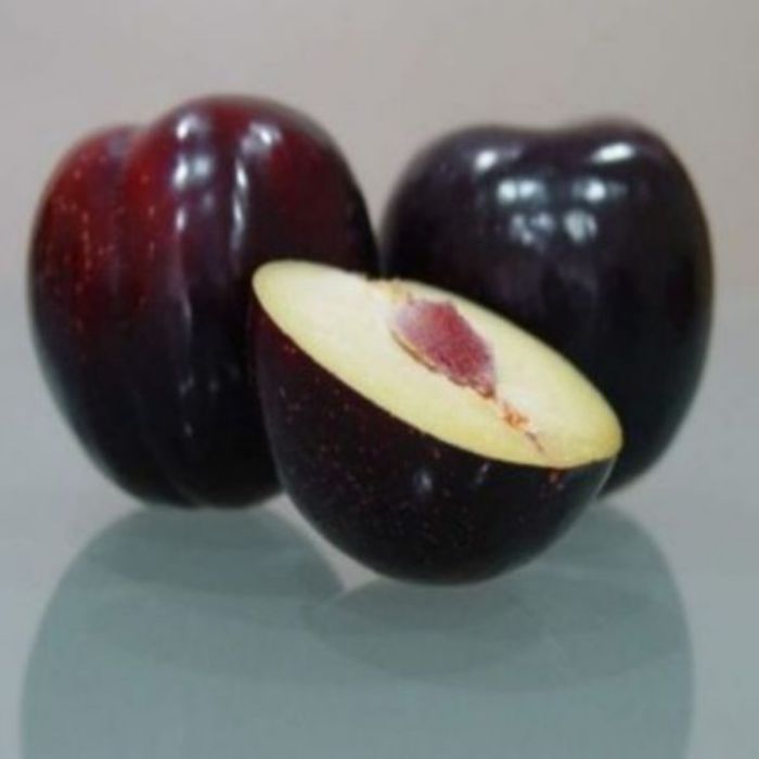 Angeleno Erik Fidanı resmi