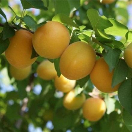 Iğdır Salak Kayısı resmi