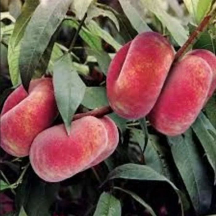 Domat Seftali Fidanı resmi