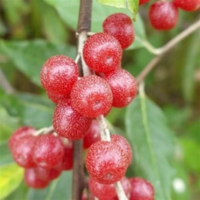 Kırmızı Güz Yemişi resmi