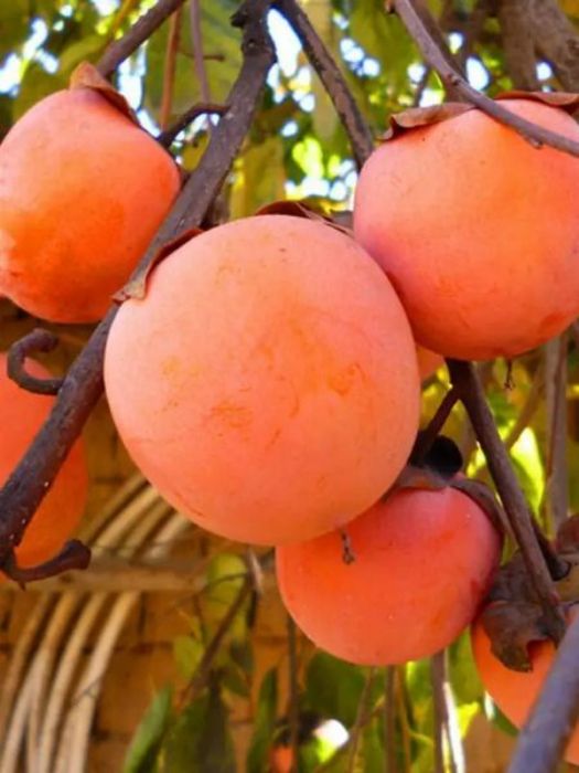 Hachiya Hurma Fidanı resmi