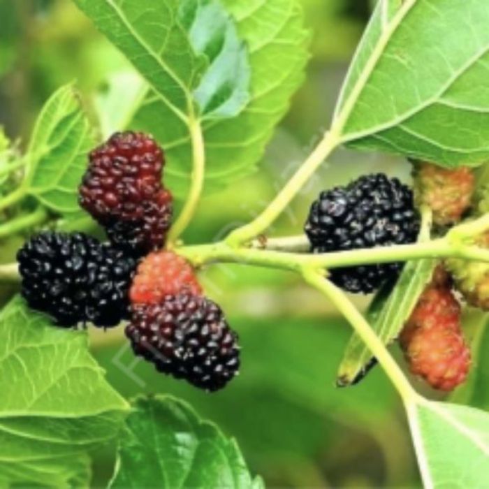 Kara Dut Fidanı resmi