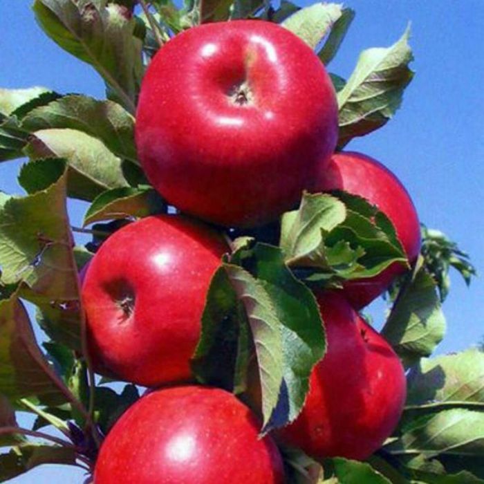 Kırmızı Elma Fidanı resmi