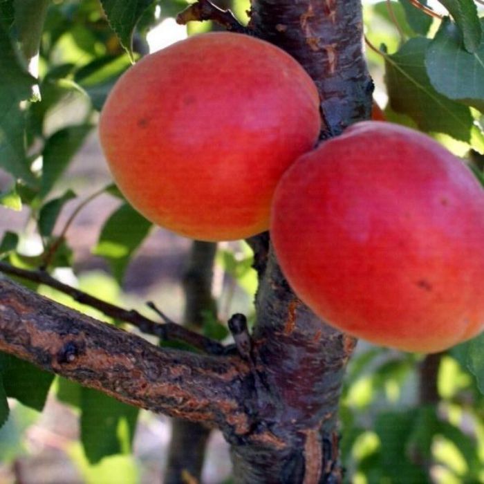 Perfect Red Kayısı resmi