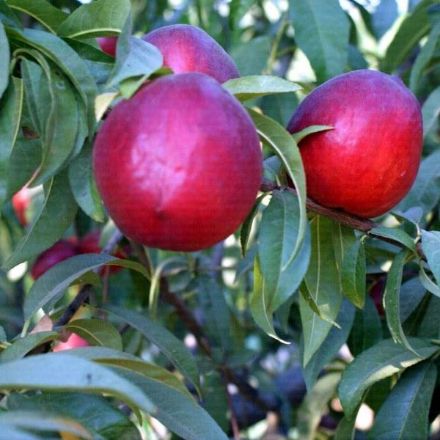 Sweet Lady Nektarin resmi