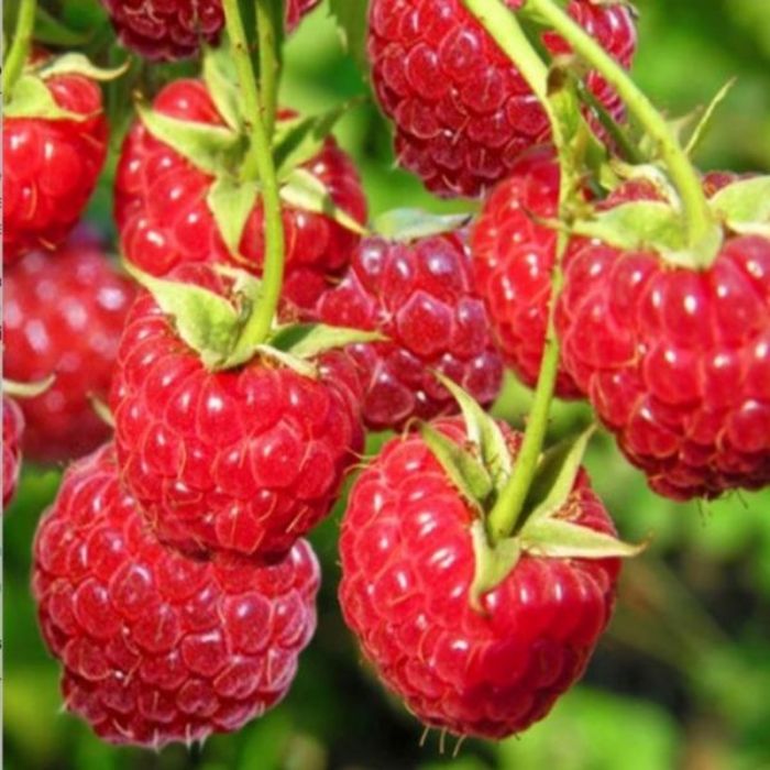 Polka Ahududu Fidanı resmi