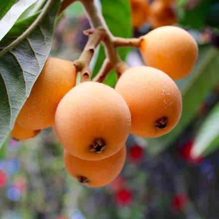 Yeni Dünya (Malta Eriği) Fidanı resmi